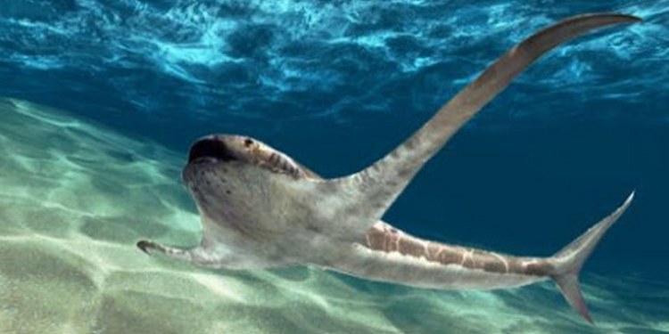 México: Descubren extraño «tiburón águila» que vivió hace 93 millones de años