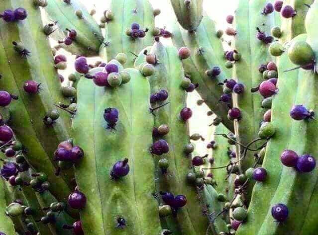 ¿Refresco nutritivo? Expertas crean alternativa saludable a base de fruta de cactus