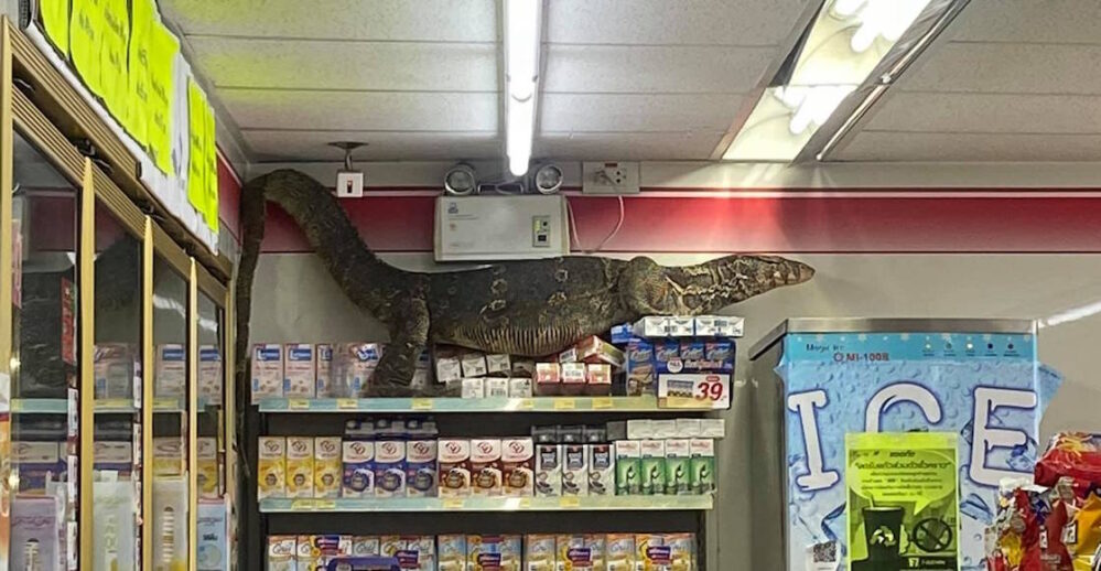 VIDEO ¿De compras? Un lagarto trepa los estantes de un 7-Eleven y se vuelve viral