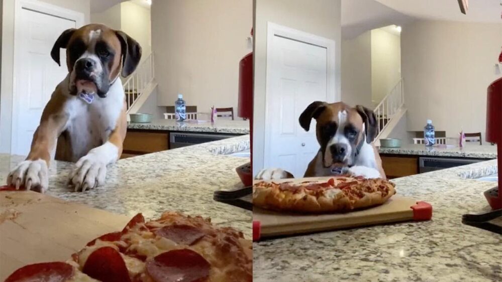 Perro trata de robarse un pedazo de pizza y queda grabado en video