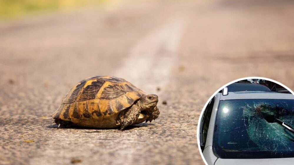 Tortuga ‘voladora’ sobrevive después de estrellarse en el parabrisas de un auto