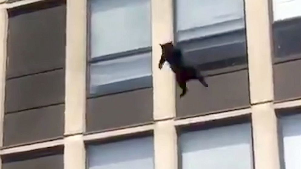 VIDEO: El gato volador existe, gatito salta desde un quinto piso y se salva de incendio