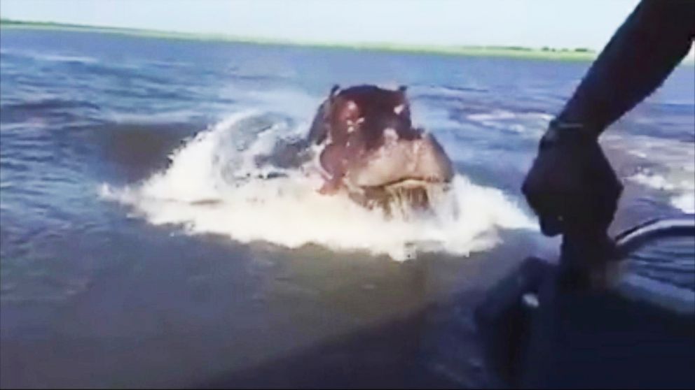 VIDEO: Turistas son perseguidos por un hipopótamo a toda velocidad