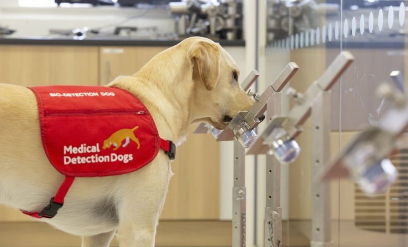 Los perros detectan el COVID en el sudor humano, revela estudio