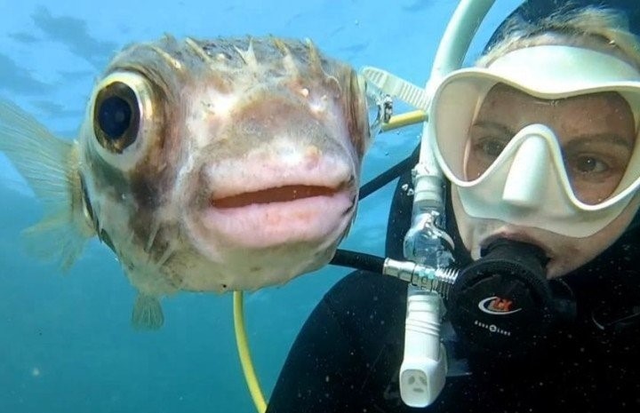 VIDEO: Amistoso pez globo posa para una de la mejores selfies de la historia