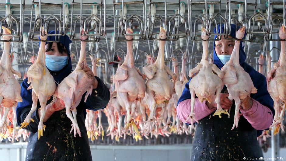 ¡Nueva cepa! Confirma China primer contagio humano de gripe aviar H10N3