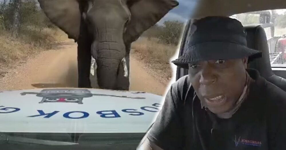 VIDEO: Elefante embiste con furia una camioneta, el conductor quedó en shock