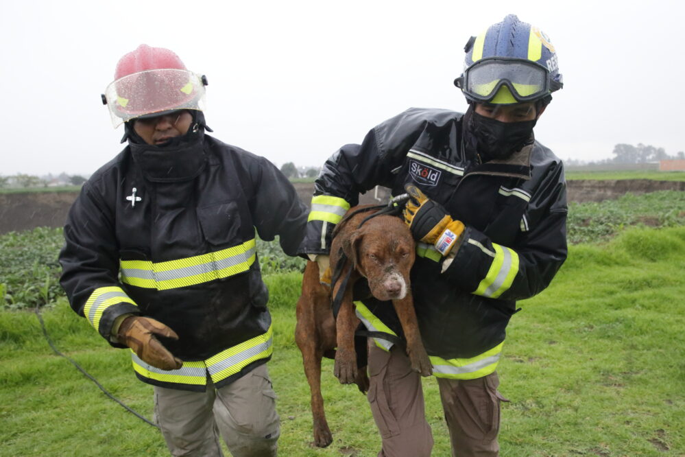 VIDEO: Rescatan a Spike y Spay los dos perritos que cayeron en el socavón de Puebla