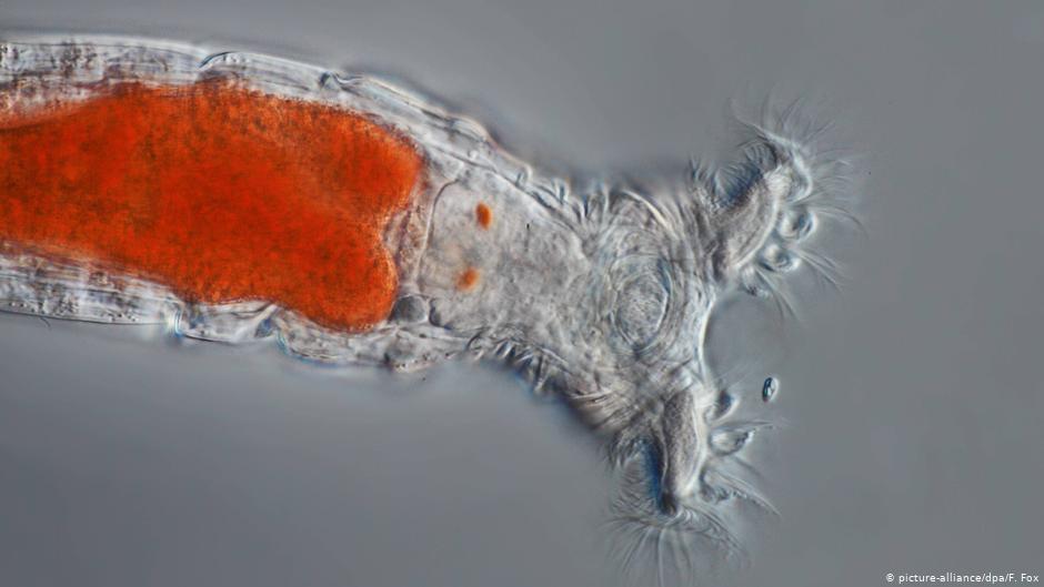 Descubren en Siberia animal microscópico que revivió después de 24,000 años congelado