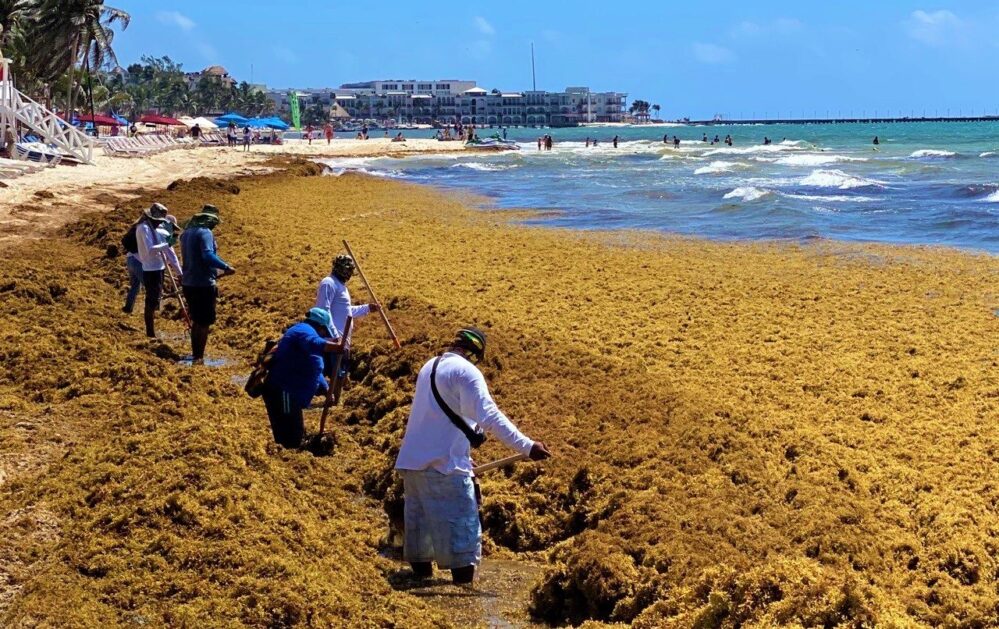 Toneladas de sargazo inundan playas de Quintana Roo