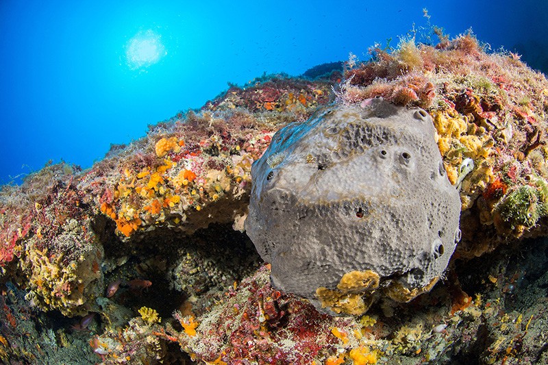 Descubren fósil de esponja que podría ser el más antiguo de vida animal