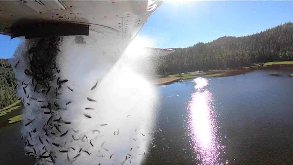 Lanzan peces vivos desde una avioneta para repoblar lagos