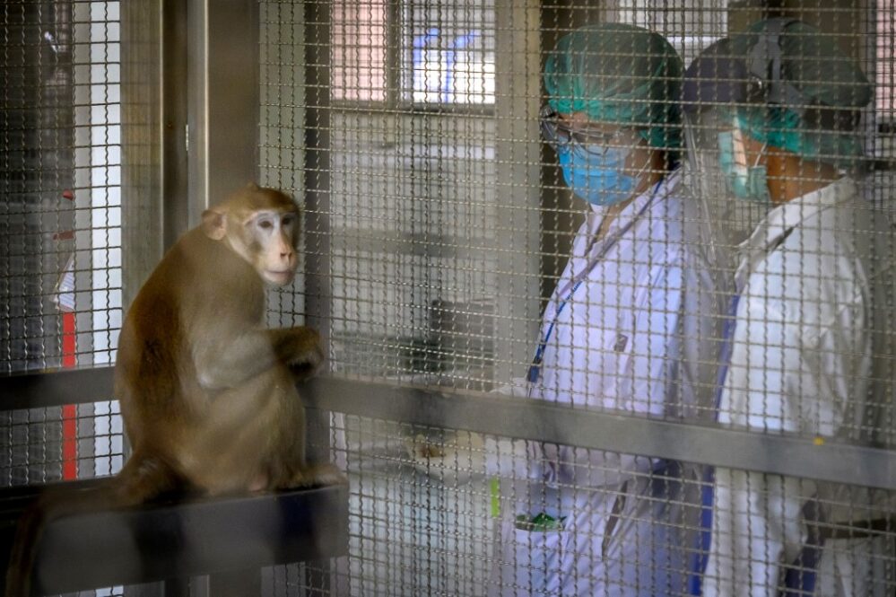 Registran en China primer muerte por nuevo virus del mono B