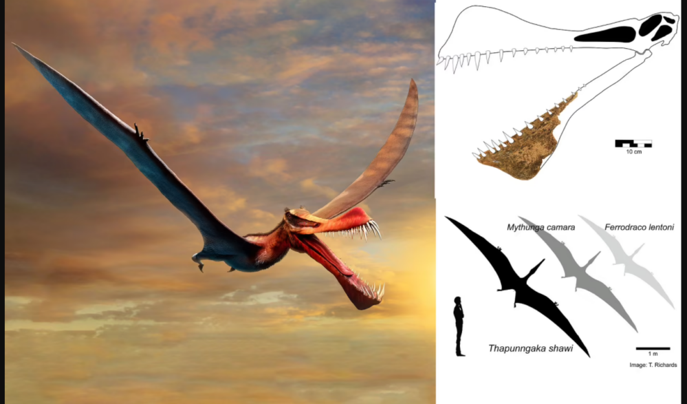 ¿Un dragón? Encuentran fósil dinosaurio volador descrito como «temible dragón»