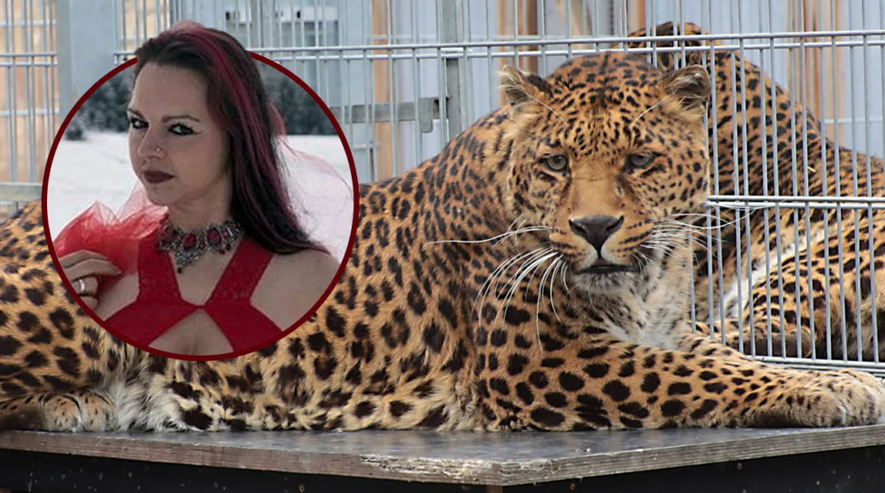 Una modelo fue atacada por un leopardo en plena sesión de fotos