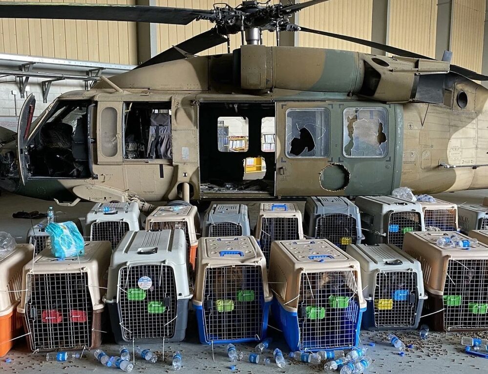 Militares estadounidenses abandonan a sus perros en Afganistán