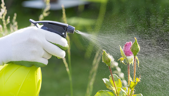 ¿Sabías que el bicarbonato de sodio ayuda a las plantas a crecer más bonitas?