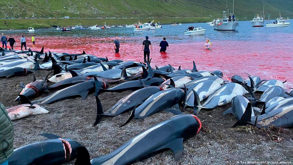 Grindadrap: Indigna matanza ‘tradicional’ de 1,400 delfines en las Islas Feroe