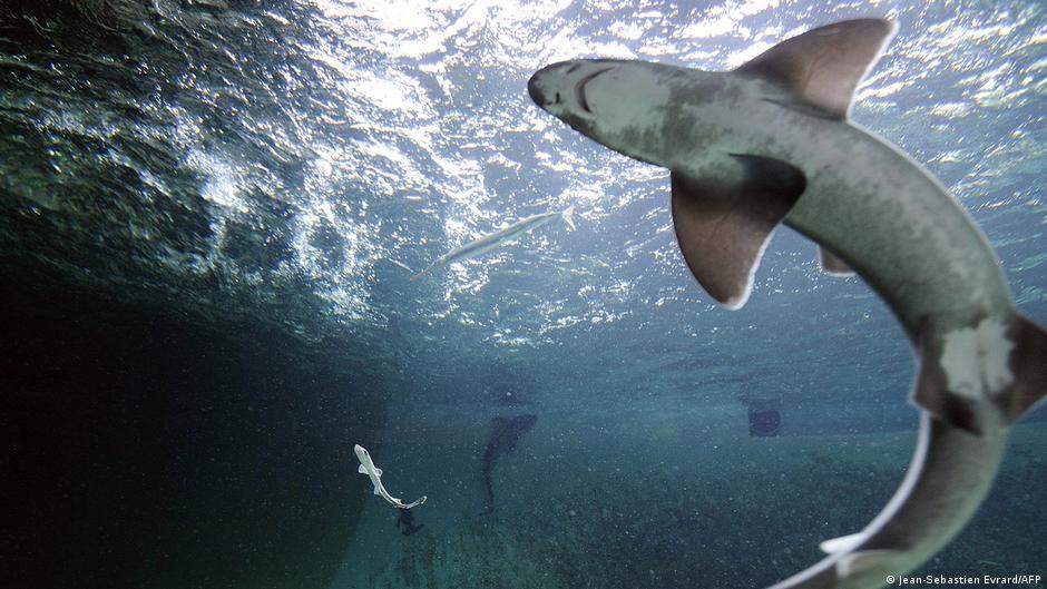 VIDEO: Ispera: la cría de tiburón que nació en un tanque con dos solo hembras