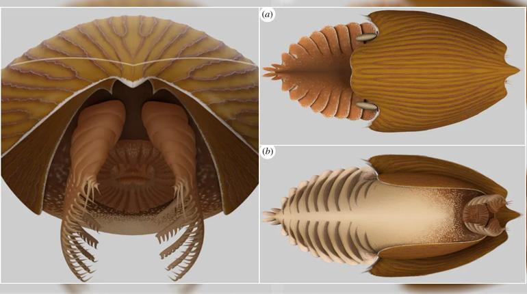 Titanokorys gainesi, el depredador gigante que vivió hace 500 millones de años en los mares