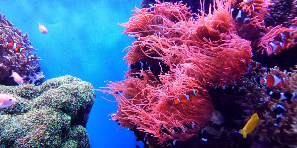 Por aumento de temperatura en el mar se perdió el 15% de corales en océanos, el Caribe de los más afectados