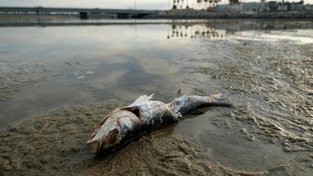 Esta podría ser la causa del masivo derrame de petróleo en costas de California
