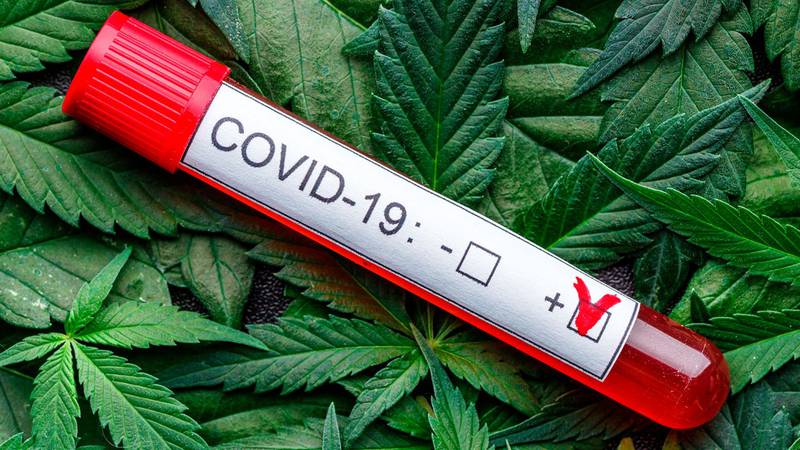Ácidos de la cannabis evitarían infecciones por COVID, revela nuevo estudio