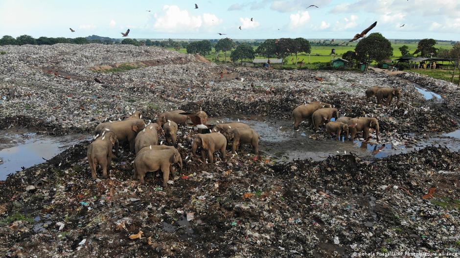 Elefanticidio: Mueren elefantes por comer residuos plásticos de un basurero