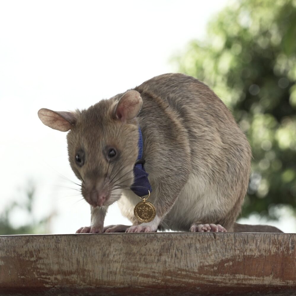 Murió Magawa, la famosa rata detectora de minas terrestres