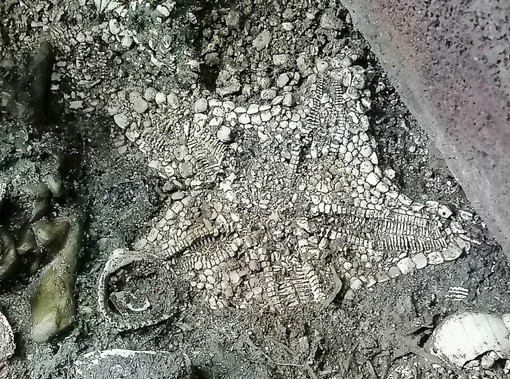 Arqueología: Descubren estrella de mar casi intacta en el Templo Mayor