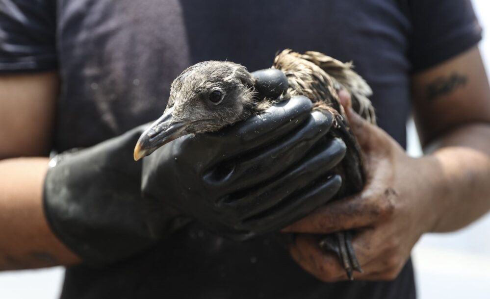Perú: cientos de aves afectadas por el derrame de petróleo de Repsol