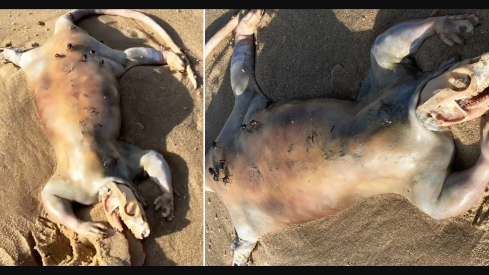 Extraña creatura «alienígena» aparece en playa de Australia