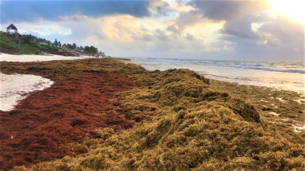 Excesiva presencia de sargazo en 44 puntos de playas de Quintana Roo