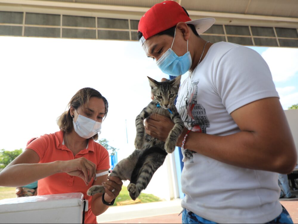 Michis y lomitos serán vacunados en Playa del Carmen