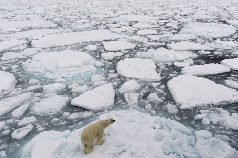 Descubren población de osos polares que pueden sobrevivir con menos hielo  en el Ártico - Agenda Setting Diario