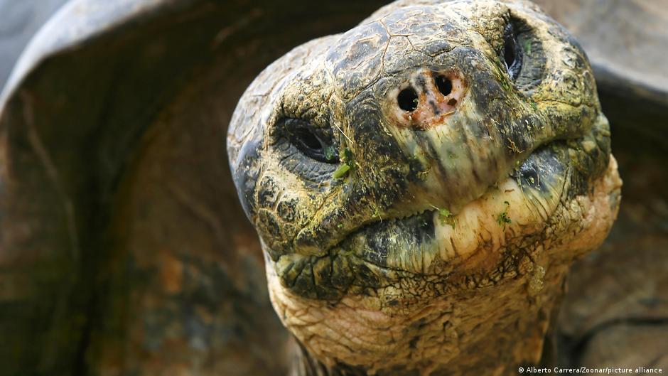 Tortugas se niegan a morir y desafían teorías evolutivas del envejecimiento