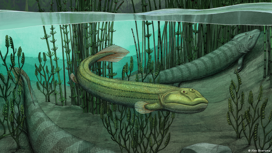 Encuentran raro fósil; el Tiktaalik roseae un prehistórico pez de cuatro patas