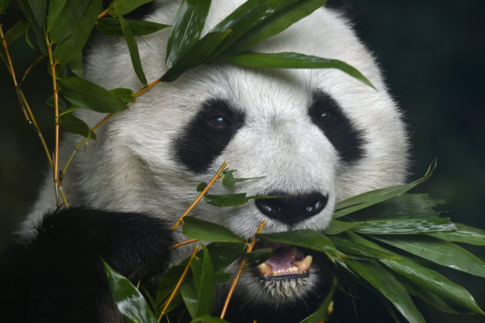 Tristeza: muere Shuan Shuan la panda gigante más grande México