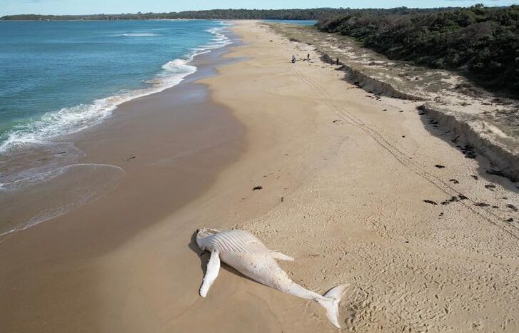 Extraña ballena albina aparece muerta en una playa de Australia
