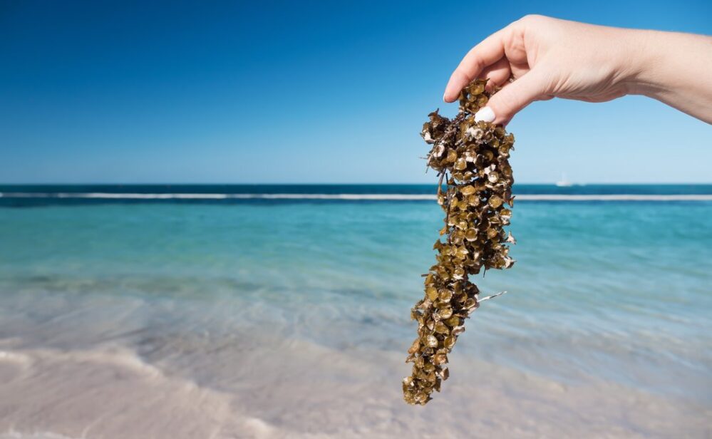 Las playas de Cancún y de la Riviera Maya registran fuerte disminución de sargazo