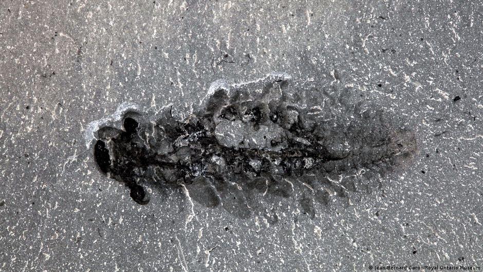 Extraño cerebro de un fósil depredador con tres ojos obliga a replantear la evolución