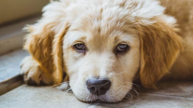 Cotita: los perros sí pueden derramar lágrimas de alegría revela estudio