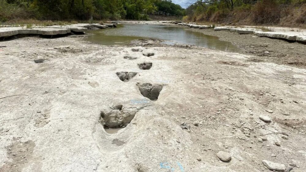 Sequía expone huellas de Acrocanthosaurus 113 millones de años después