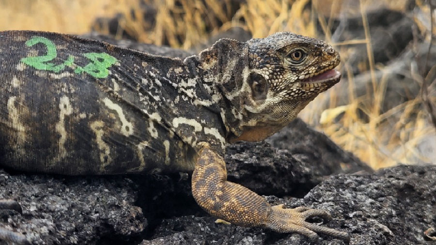 Dos siglos después… nacen iguanas terrestres en Islas Galápagos