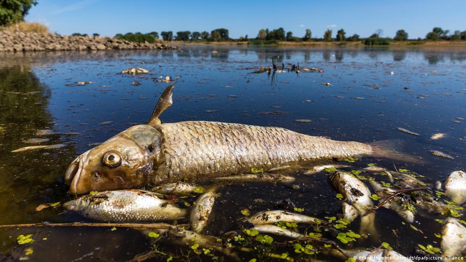 ¡Bíblico! Aparecen toneladas de peces muertos en un río entre Alemania y Polonia