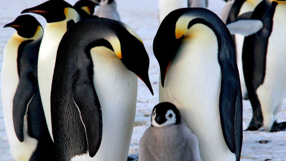 Peligra pingüino emperador por cambio climático