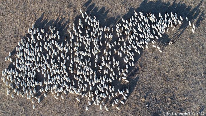 Video muestra a rebaño de ovejas caminando en círculo durante 12 días en China