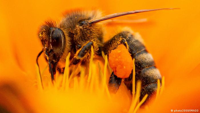 La vida de las abejas se redujo 50% revela estudio