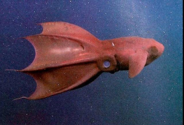 Policía publica espeluznante foto de calamar vampiro