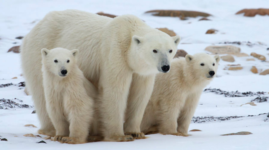 Alarma la muerte acelerada de osos polares en Canadá